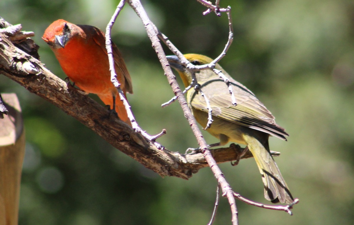 Hepatic Tanager (Northern) - ML619252127