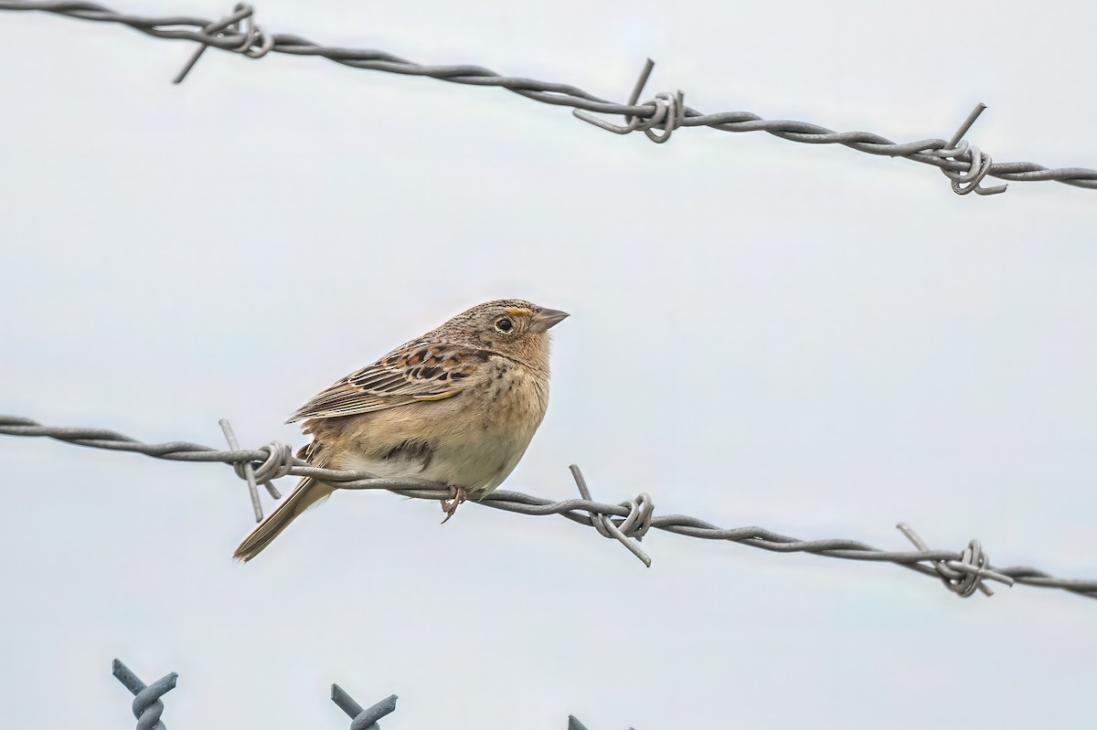 Grasshopper Sparrow - ML619252148