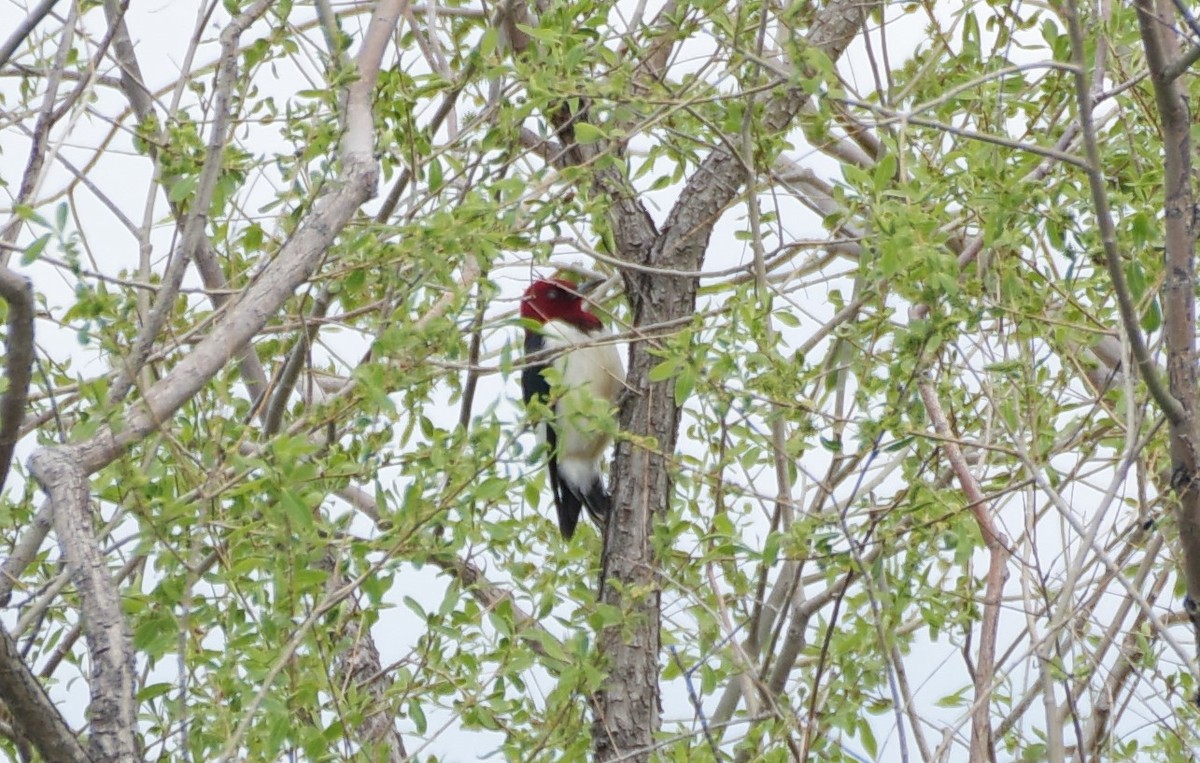 Red-headed Woodpecker - ML619252172
