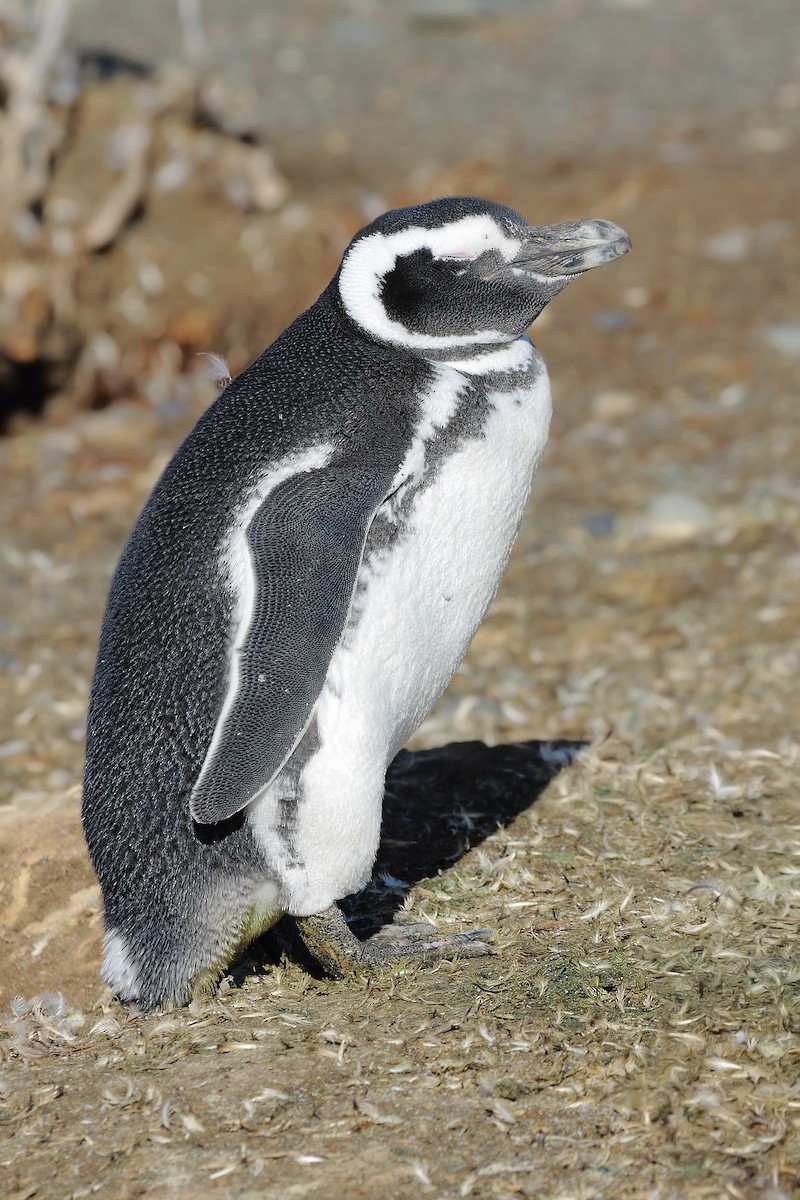 Pingüino Magallánico - ML619252178