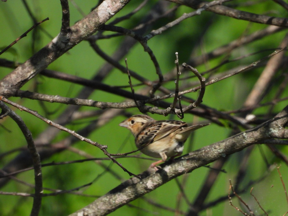 Grasshopper Sparrow - ML619252225