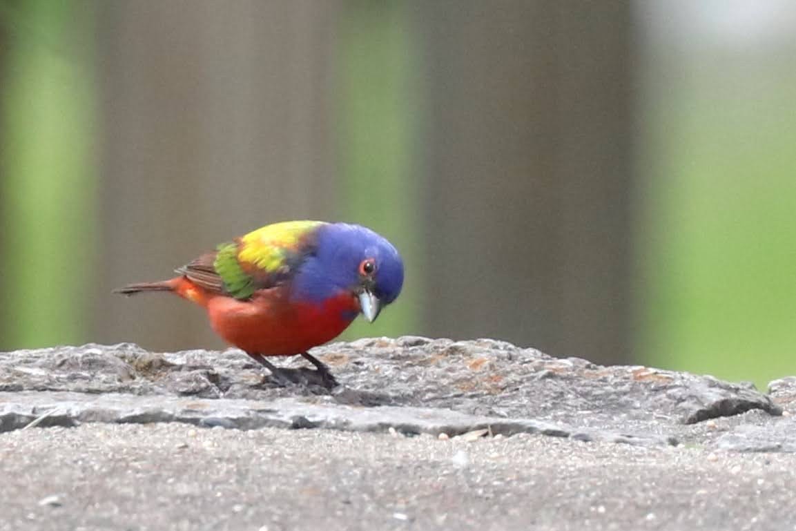Painted Bunting - ML619252268