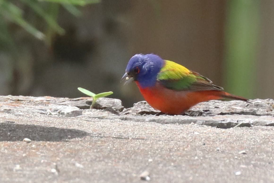 Painted Bunting - ML619252269