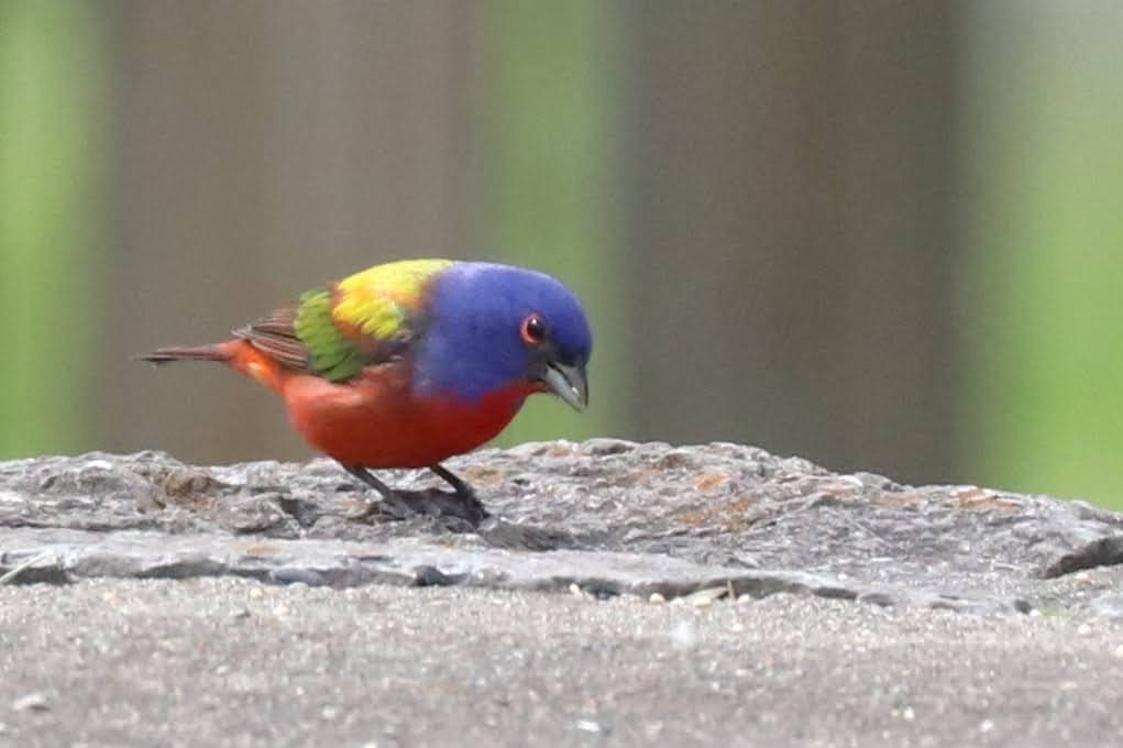 Painted Bunting - ML619252270