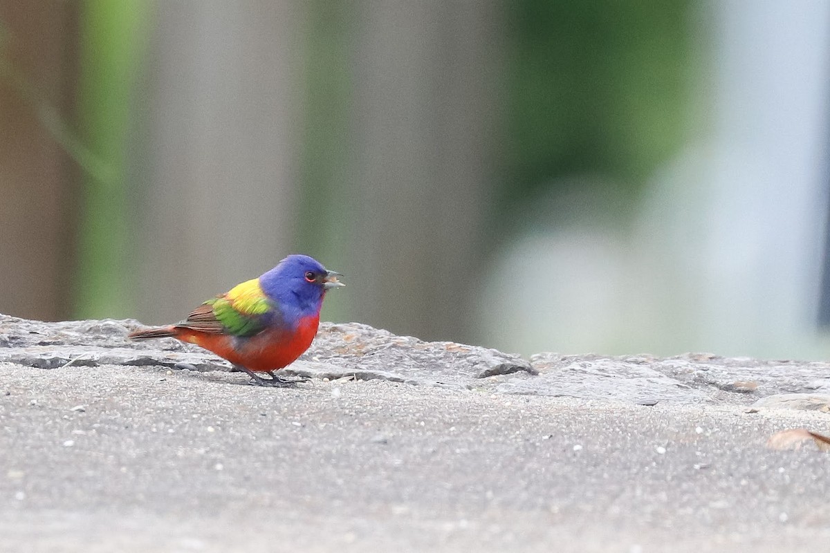 Painted Bunting - ML619252272