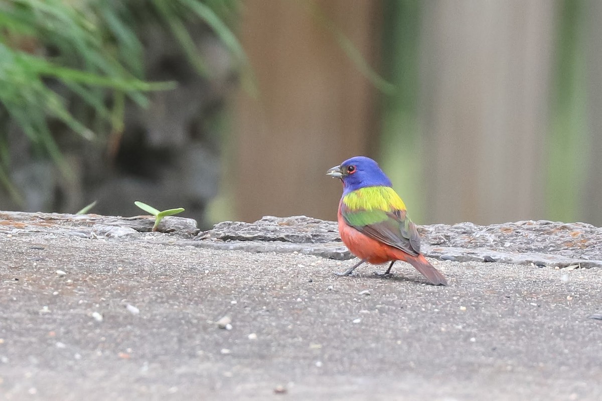 Painted Bunting - ML619252273