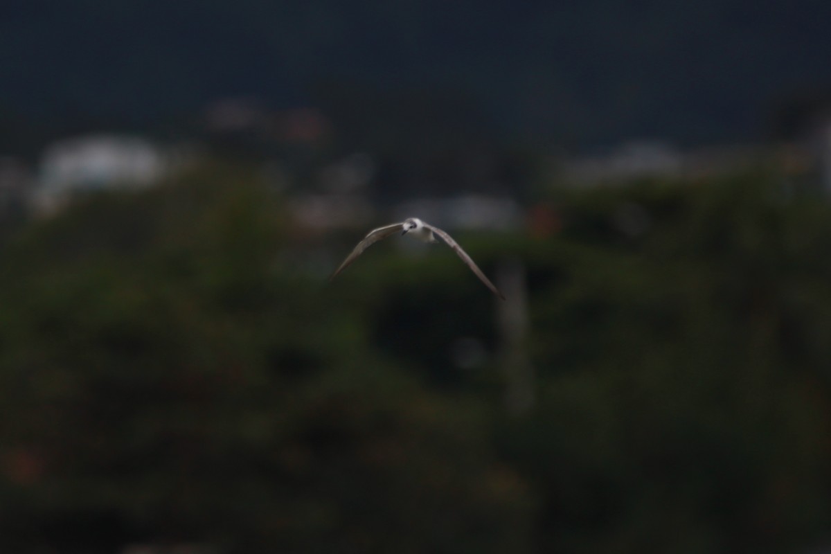 White-winged Tern - ML619252275