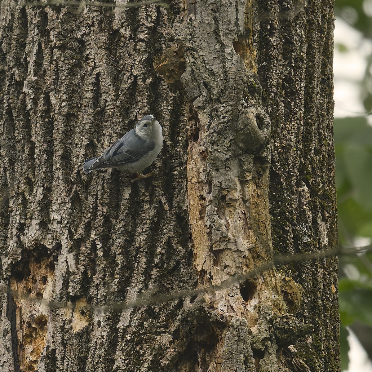 White-breasted Nuthatch - ML619252297