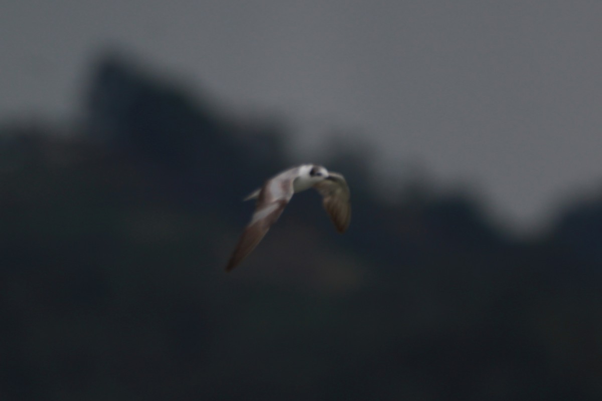 White-winged Tern - ML619252300