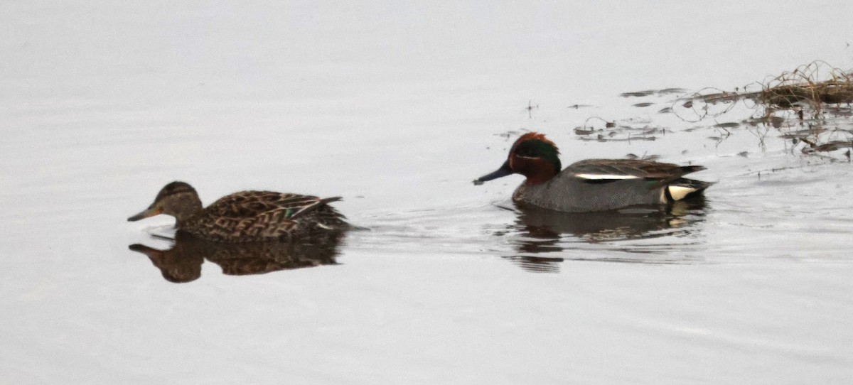 Green-winged Teal - ML619252315