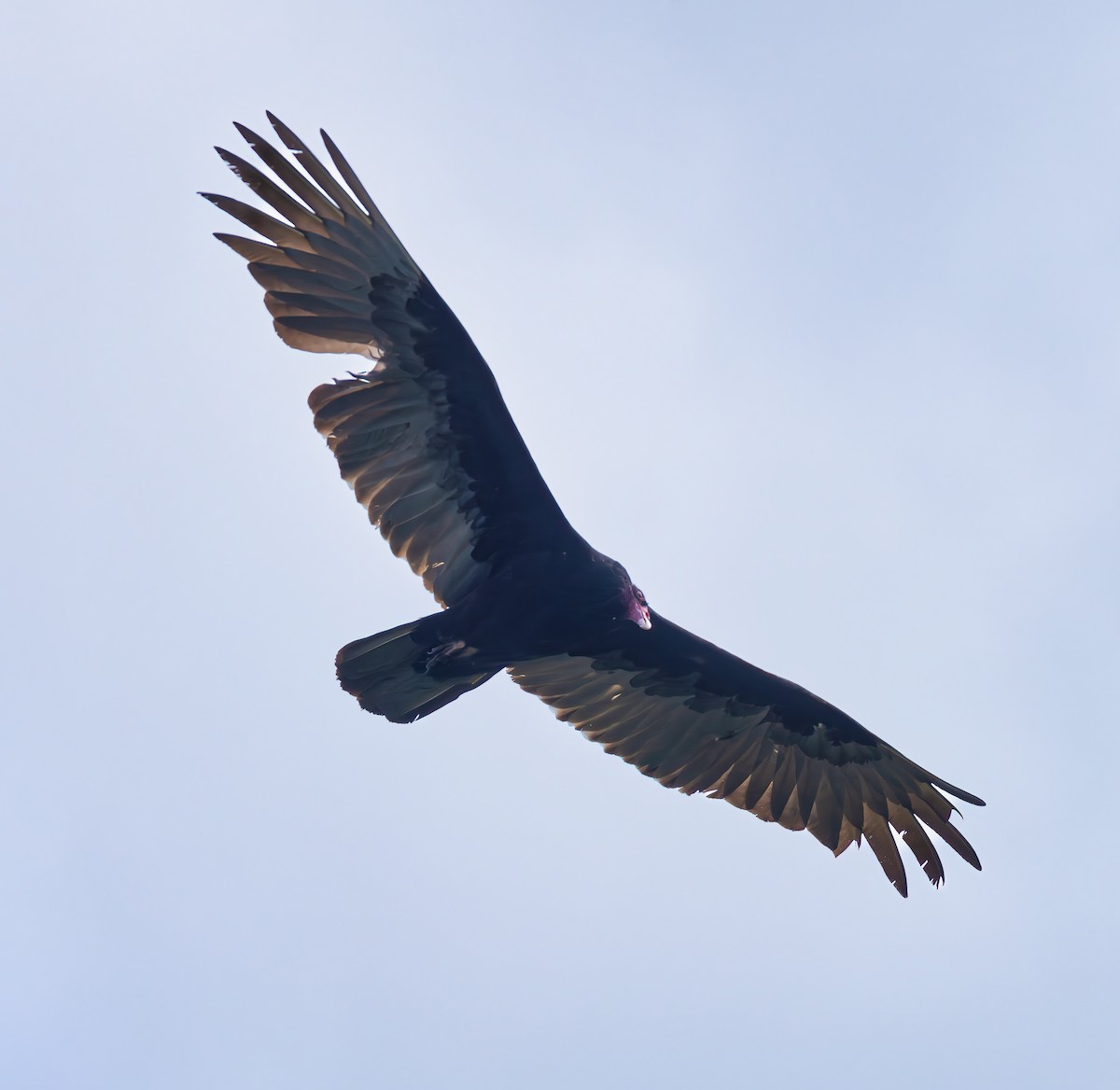 Turkey Vulture - ML619252316