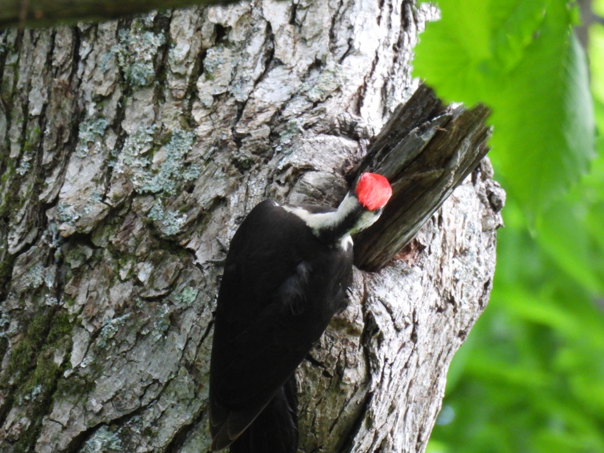 Pileated Woodpecker - ML619252348