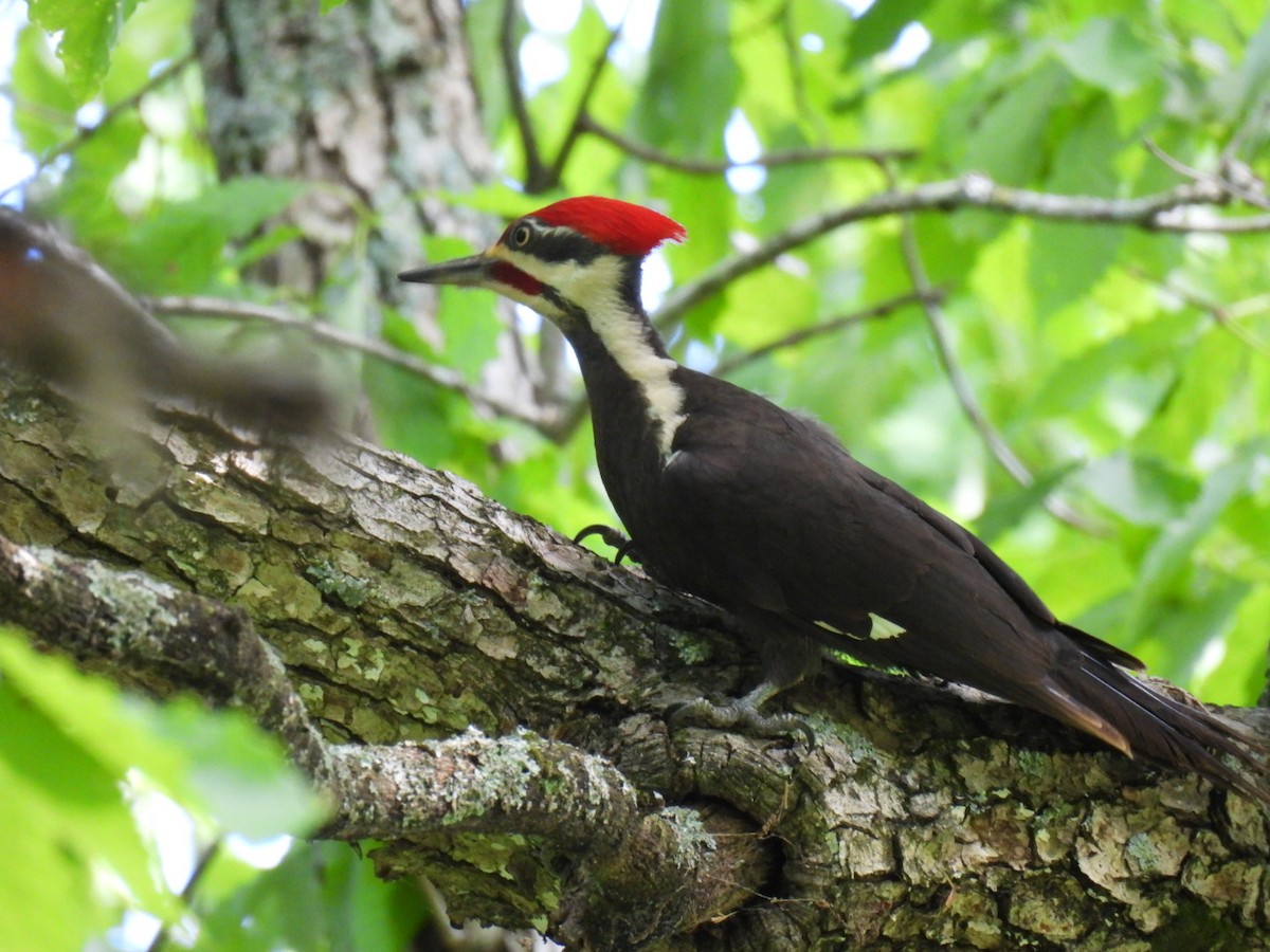 Pileated Woodpecker - ML619252349