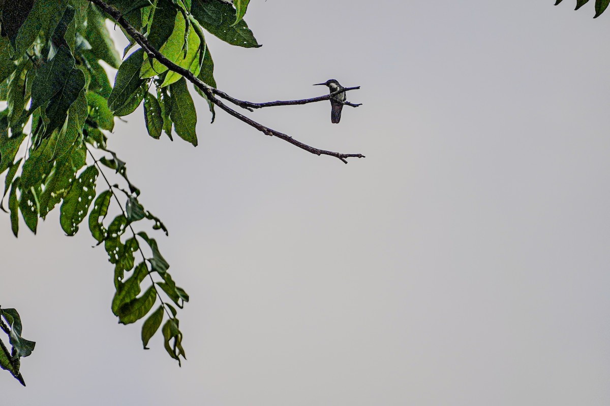 kolibřík tropický - ML619252377