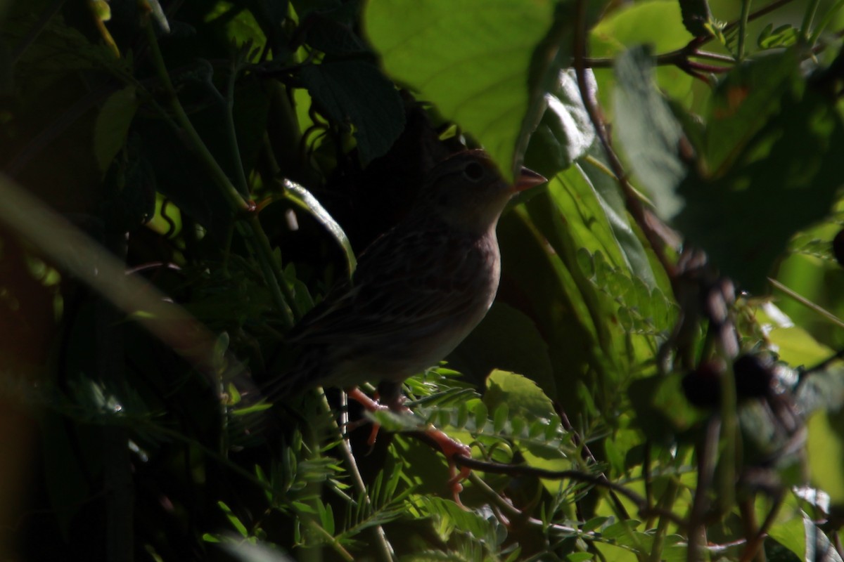 Grasshopper Sparrow - ML619252427
