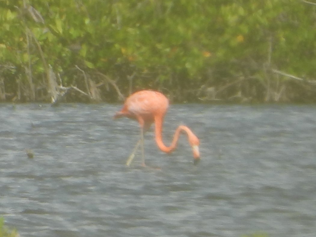 Amerika Flamingosu - ML619252429
