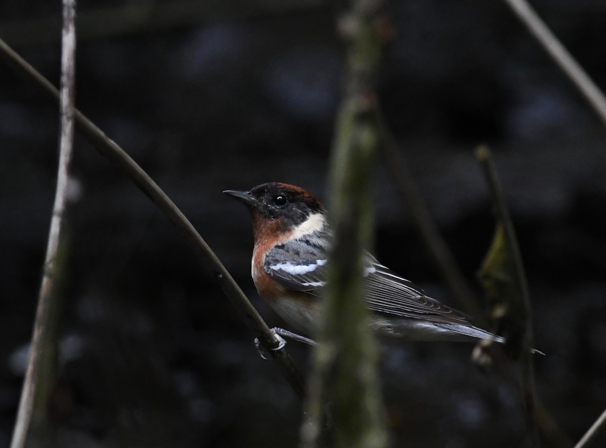 Bay-breasted Warbler - ML619252437