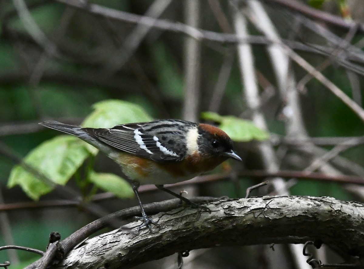 Bay-breasted Warbler - ML619252439