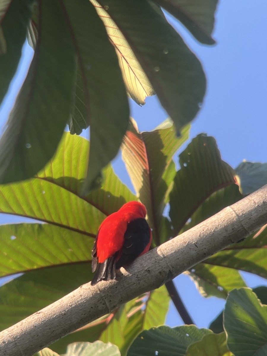 Scarlet-rumped Tanager - ML619252469