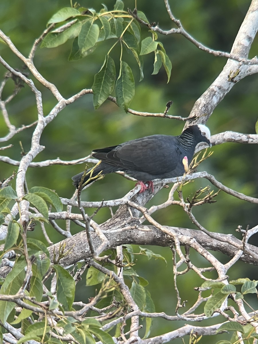 White-crowned Pigeon - ML619252493