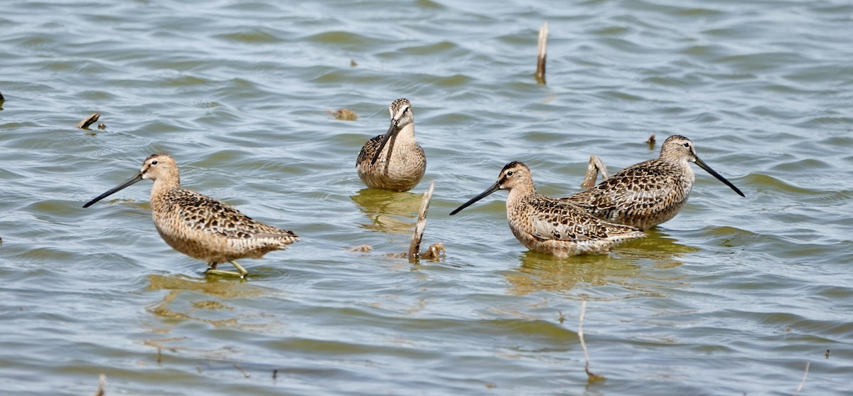 Long-billed Dowitcher - ML619252517