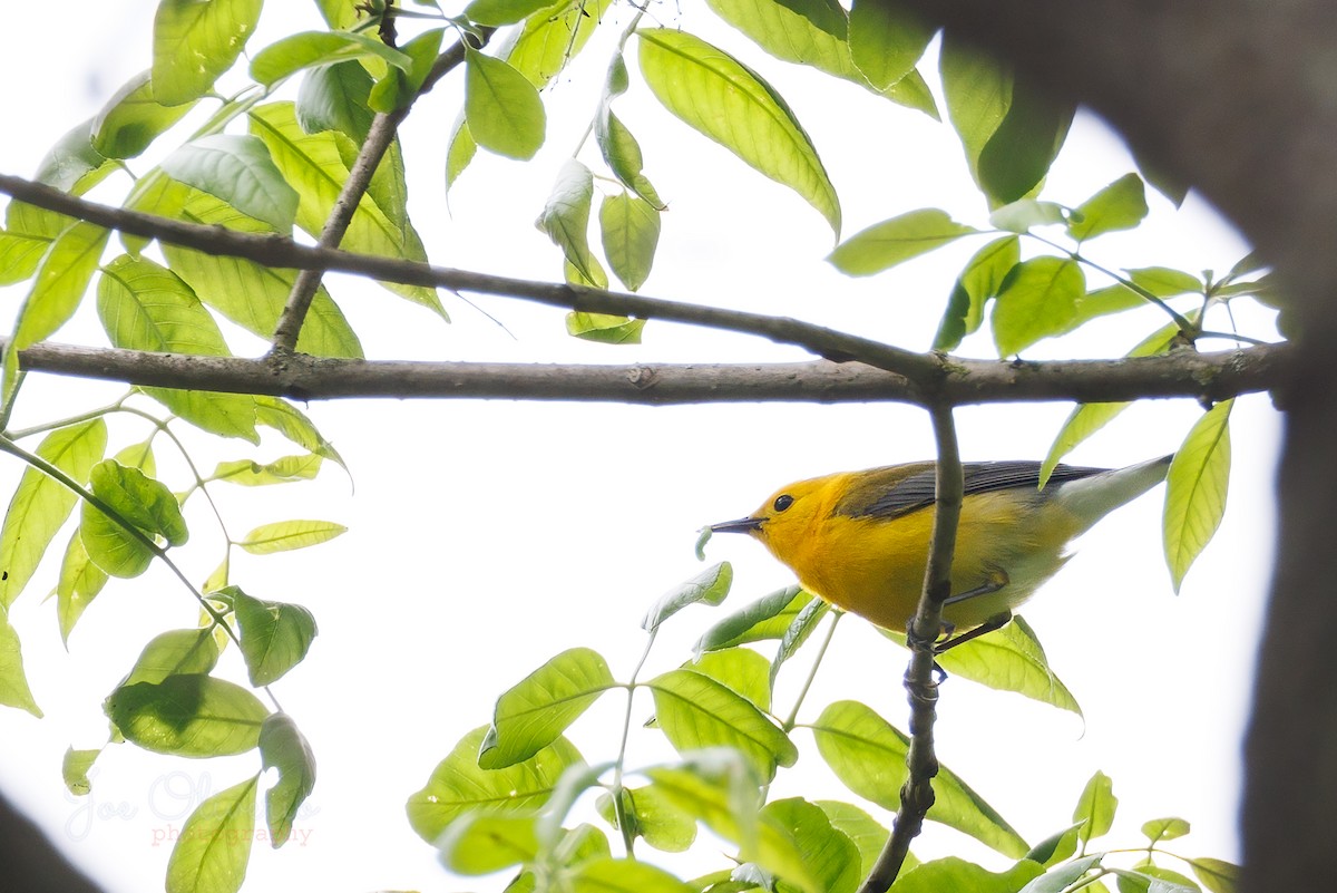 Prothonotary Warbler - ML619252539