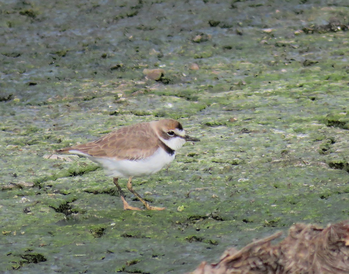 Collared Plover - ML619252564