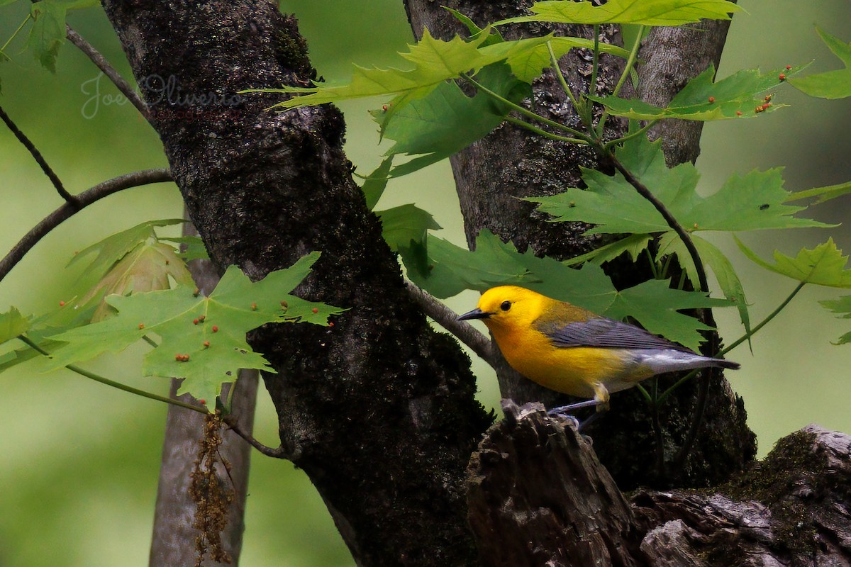 Prothonotary Warbler - ML619252568