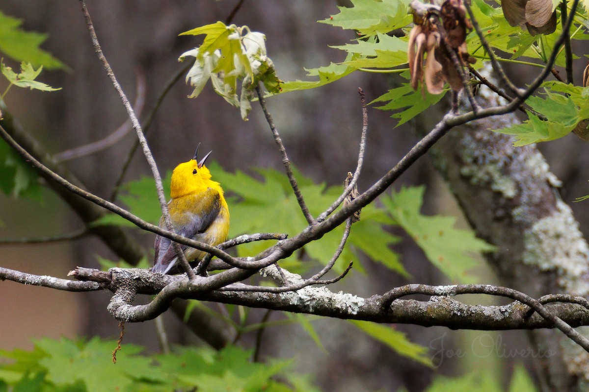 Prothonotary Warbler - ML619252585