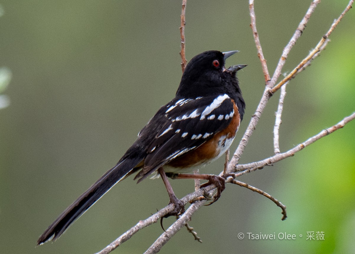 Spotted Towhee - ML619252615