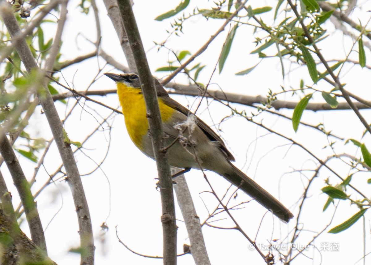 Yellow-breasted Chat - ML619252631
