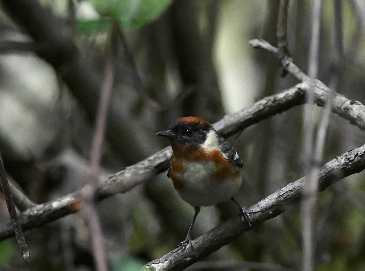 Bay-breasted Warbler - ML619252650