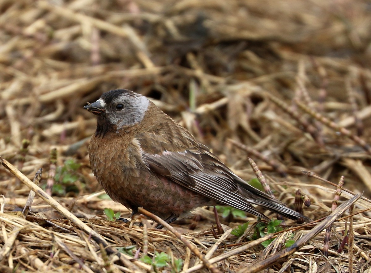 Gray-crowned Rosy-Finch - ML619252659