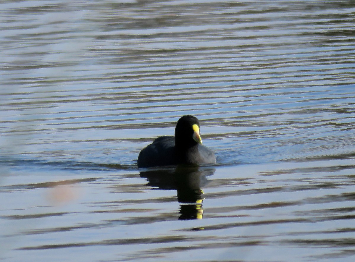 White-winged Coot - ML619252661