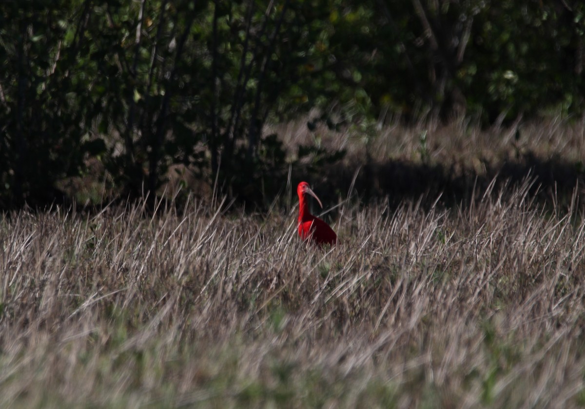 ibis rudý - ML619252665