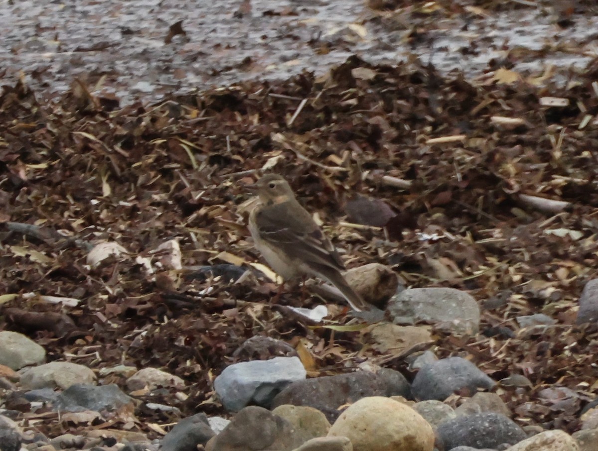 Olive-backed Pipit - ML619252683