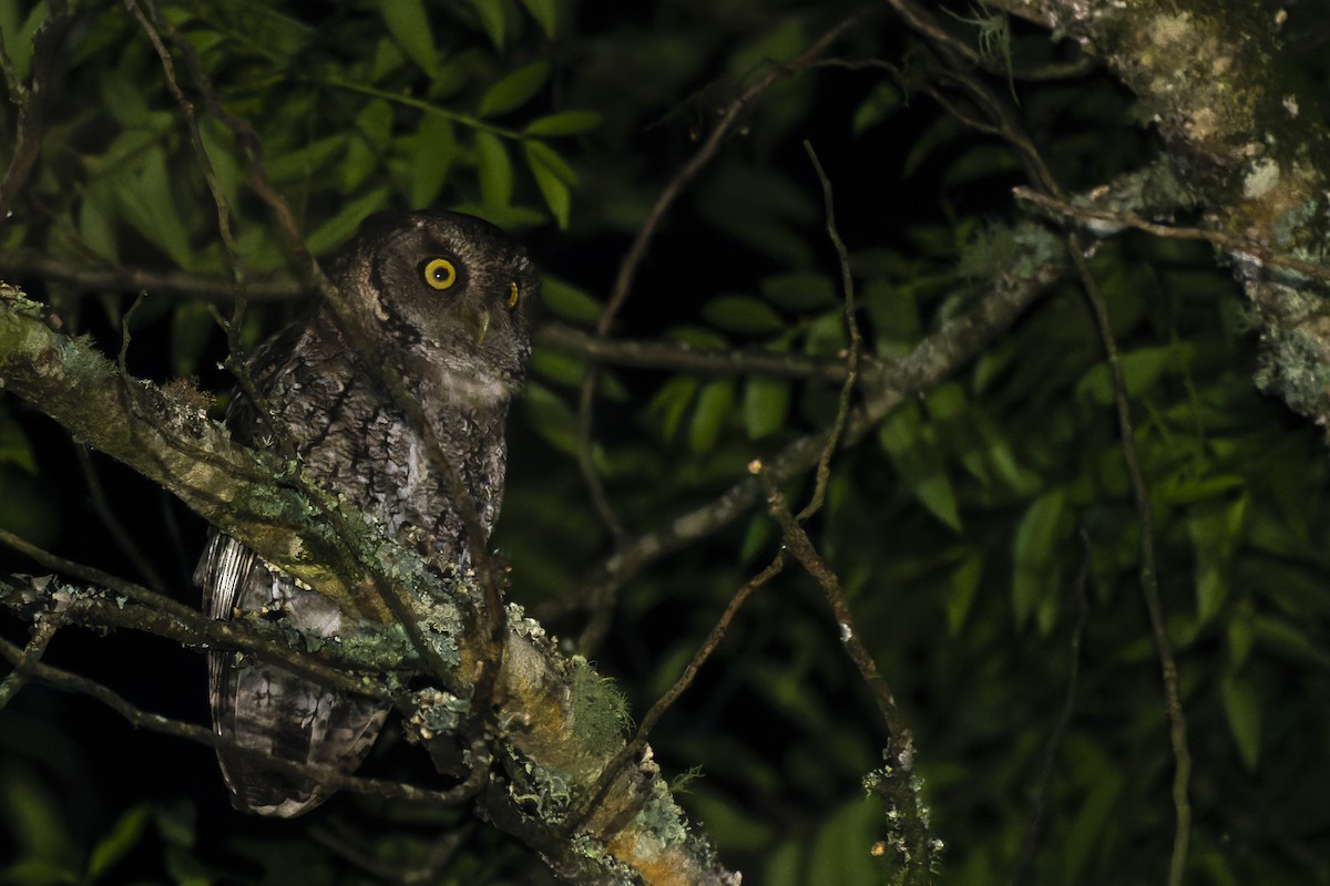 Montane Forest Screech-Owl - ML619252685