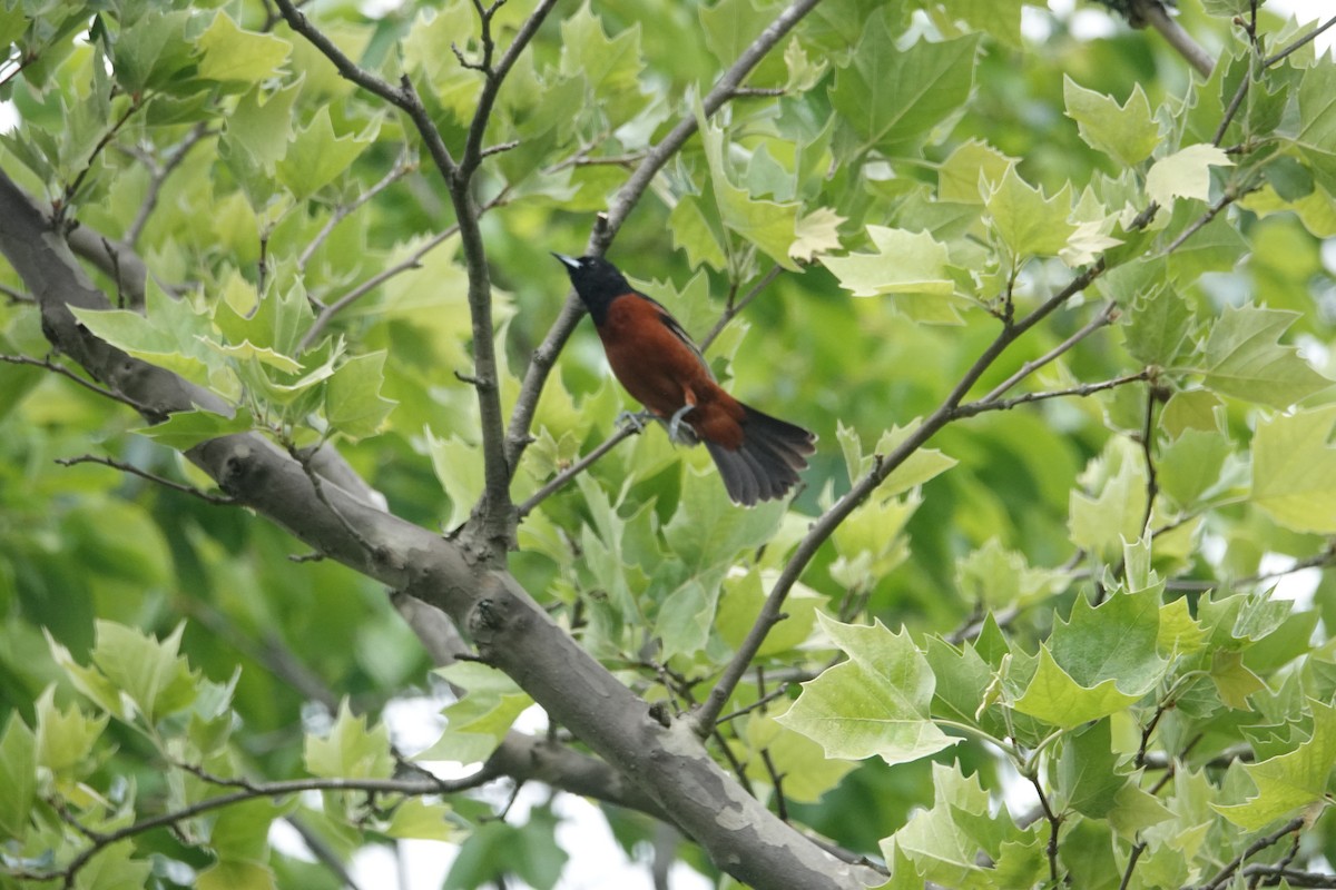 Orchard Oriole - ML619252735