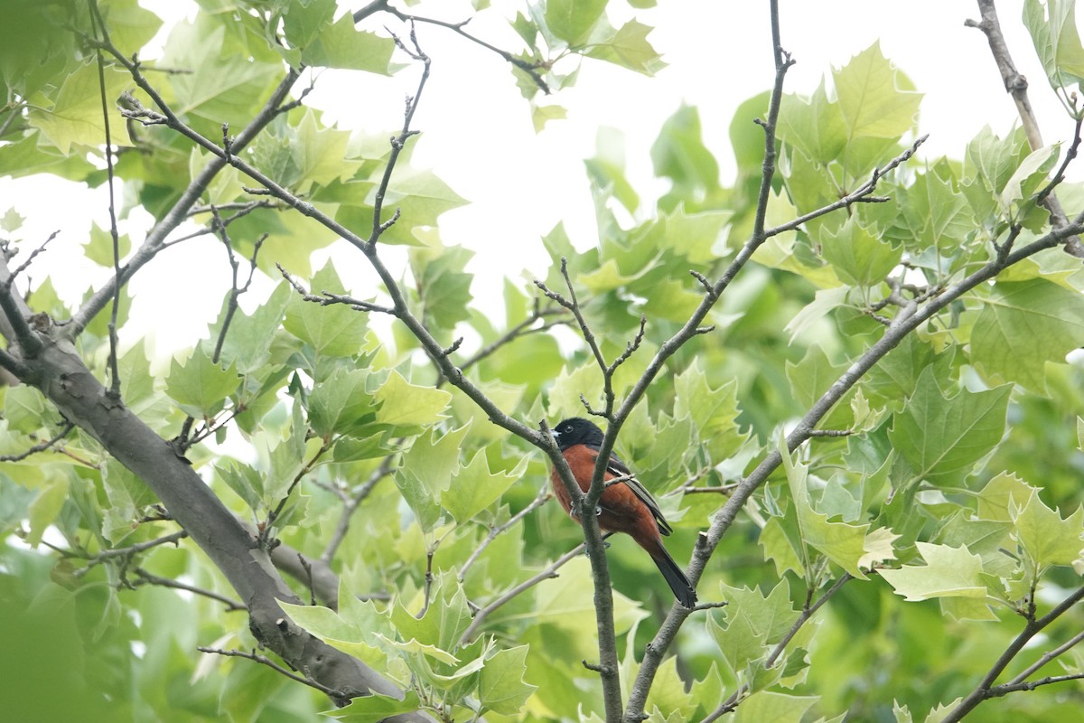Orchard Oriole - ML619252738