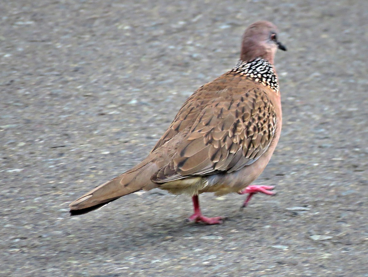 Spotted Dove - ML619252741