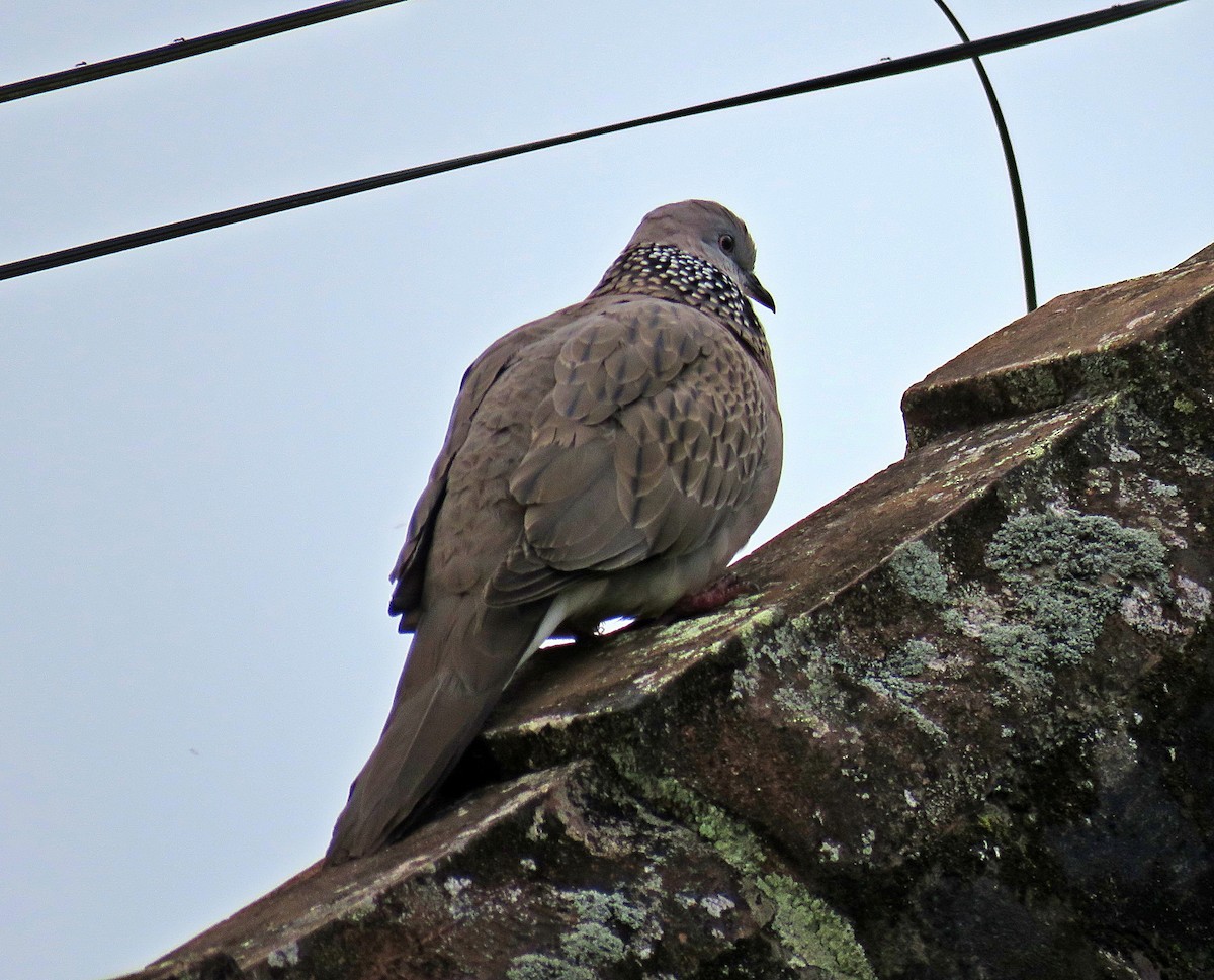 Spotted Dove - ML619252742