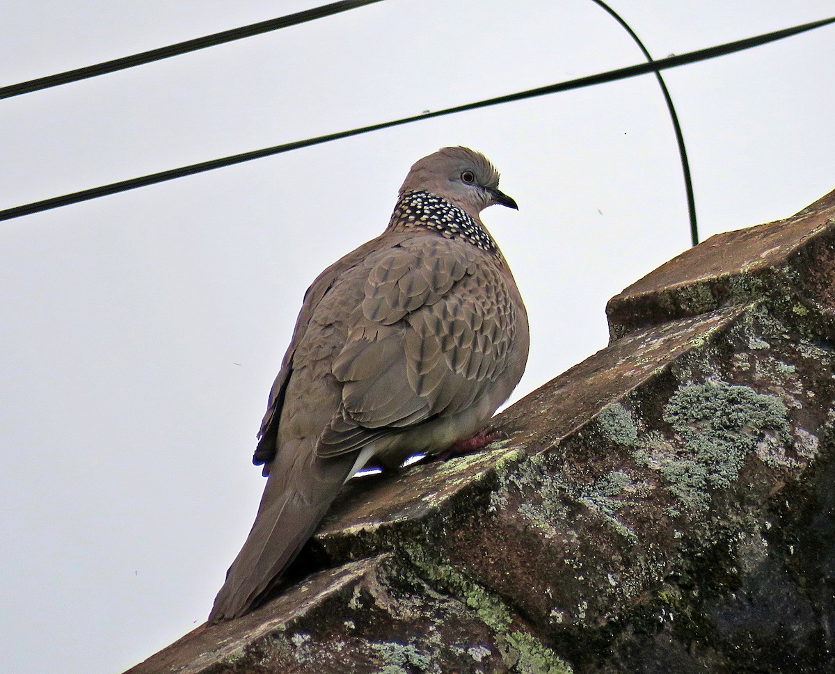 Spotted Dove - ML619252743