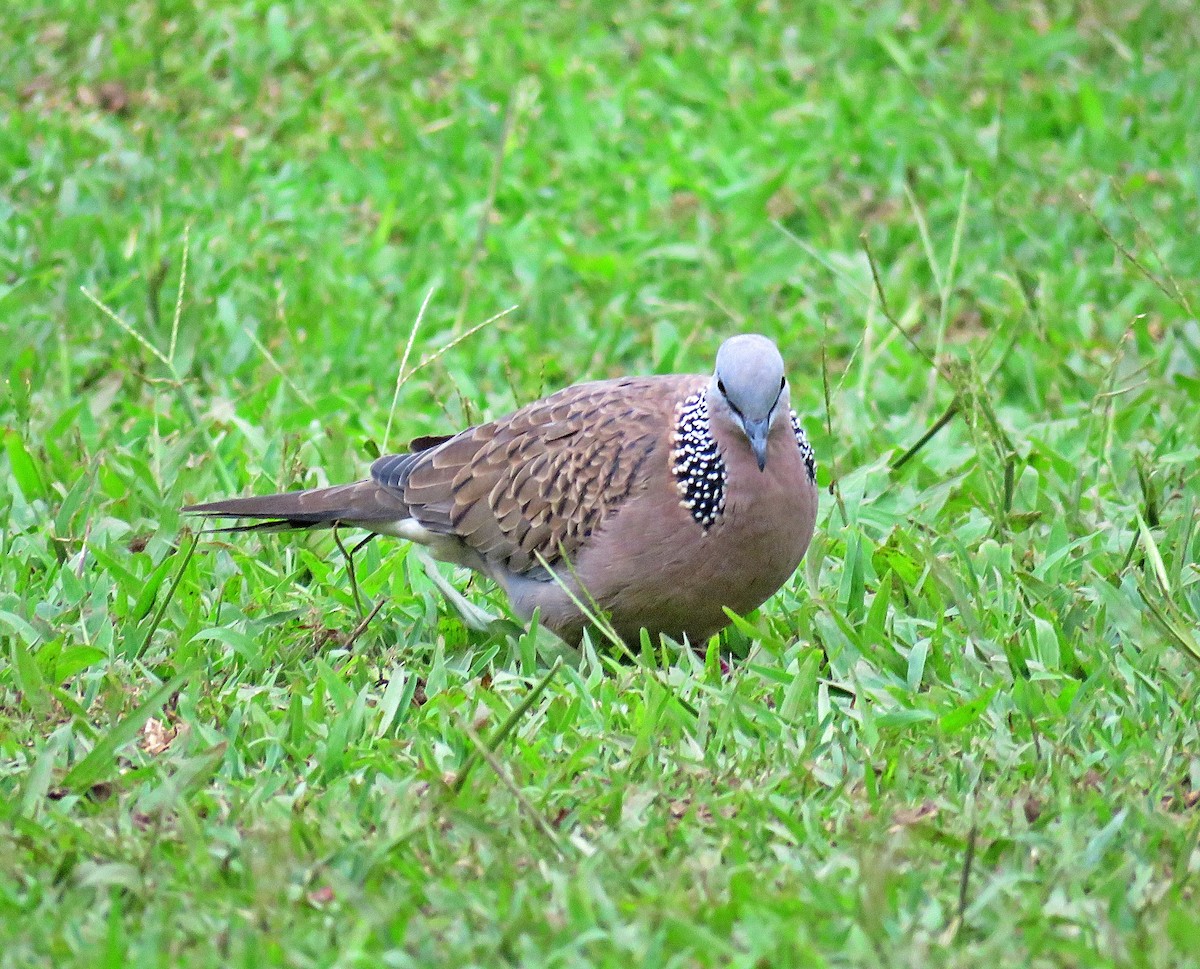 Spotted Dove - ML619252744