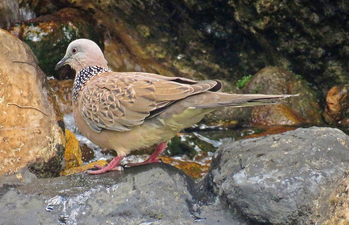 Spotted Dove - ML619252745