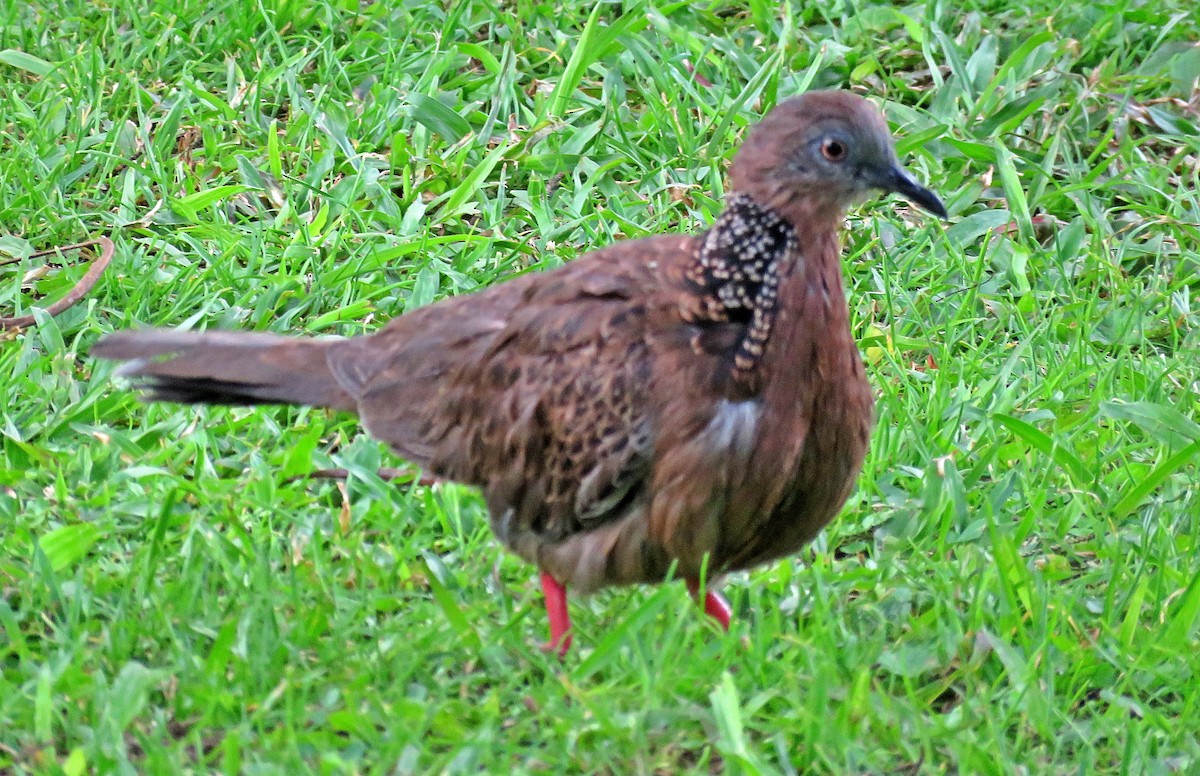Spotted Dove - ML619252746