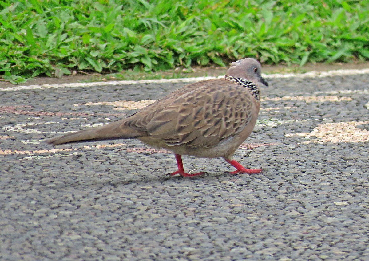 Spotted Dove - ML619252747