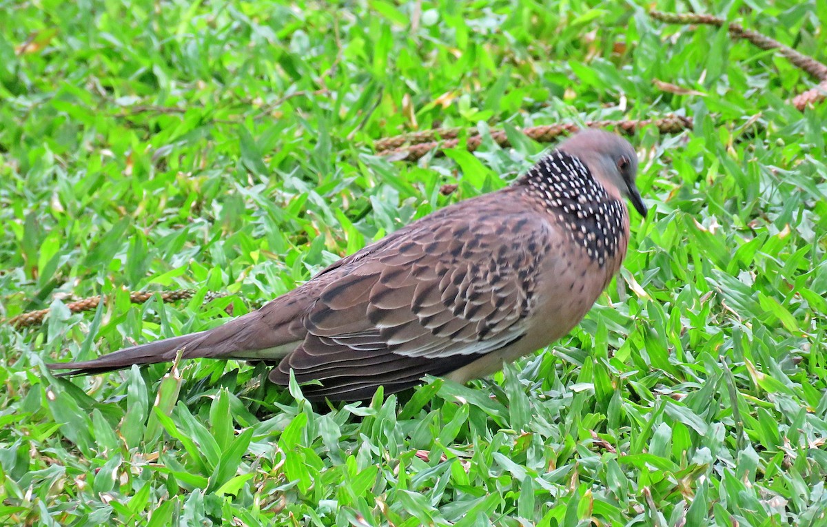 Spotted Dove - ML619252748