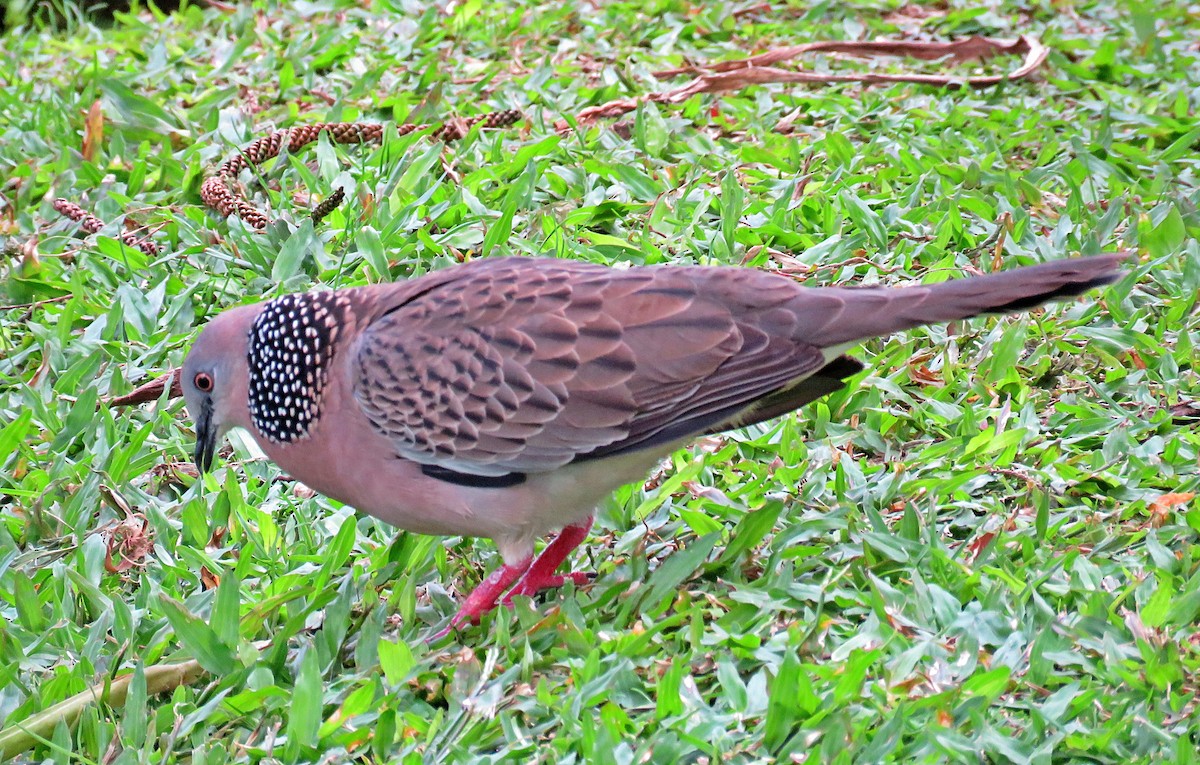 Spotted Dove - ML619252753