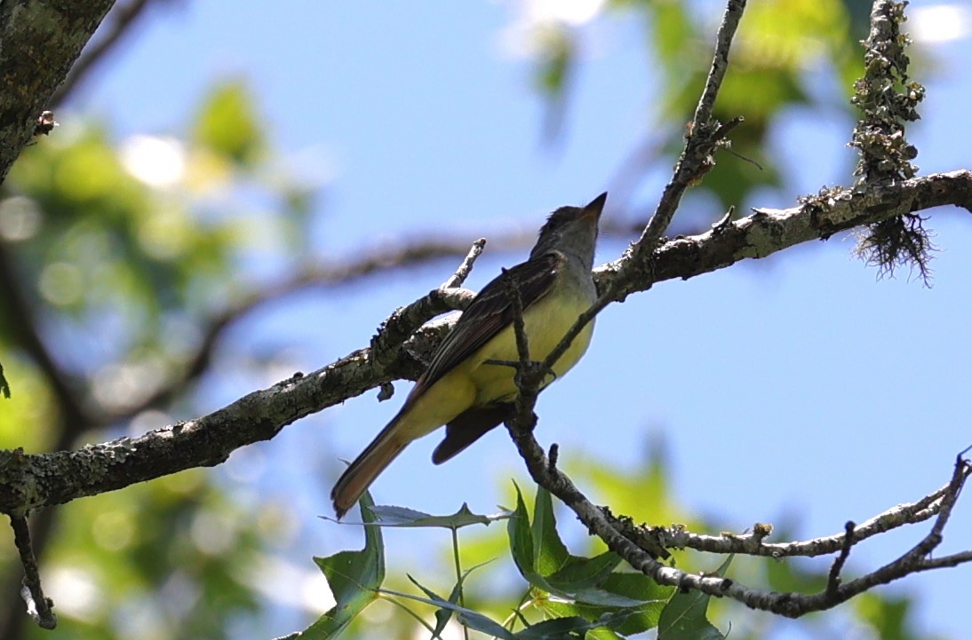 Great Crested Flycatcher - ML619252811