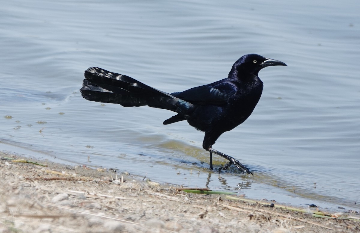 Great-tailed Grackle - ML619252842